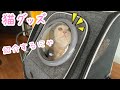 【猫グッズ】窓つけベッドとキャリーバック
