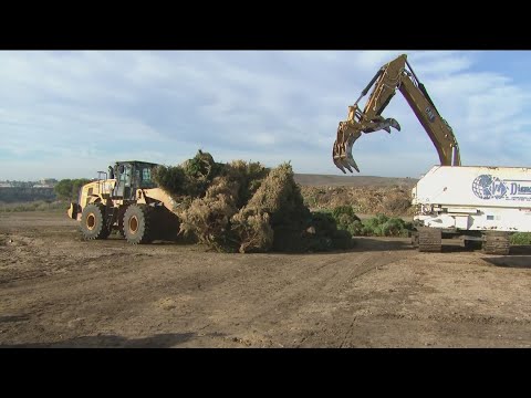 Waste management san diego christmas tree recycling