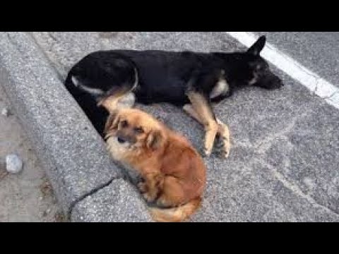 Stray dog sits and guards injured, pregnant friend lying on the road and refuses to leave her side