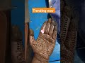#tending #shortsviral #shortvideo #funny #viralvideos