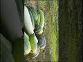 Part 2 Barge Renang Mini Vlog #trendingsantalisong #love #bmsanthali #agriculture #organicfarming