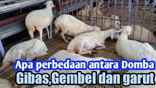 Download Lagu What is the difference between sheep and gibas, gembel and Garut sheep? MP3
