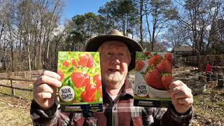 Transplanting Walmart Great Deal Strawberry Plants  BUT DID THEY GROW