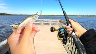 I Caught a BIG Fish at a NEW Pier! (Saltwater Fishing)