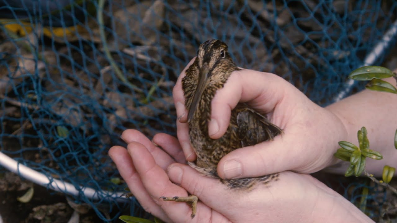 Kaitiakitanga - caring for Tutukiwi
