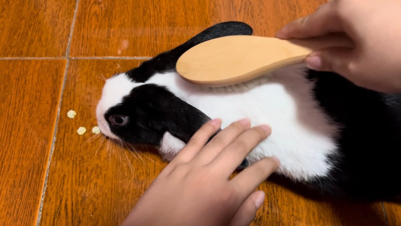 rabbit being brushed while eating treats YouTube