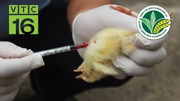 Kỹ thuật chủng vắc xin cho gà con | VTC16