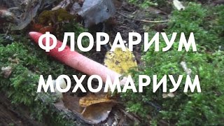 картинка: Флорариум  в банке из нескольких видов мха