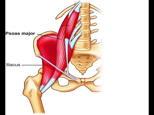 Hip Flexor Muscle or Flexors of Hip