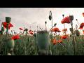 1 Hour Walking in Poppy Fields | Relaxing Nature Sounds, Crickets &amp; Classical Music