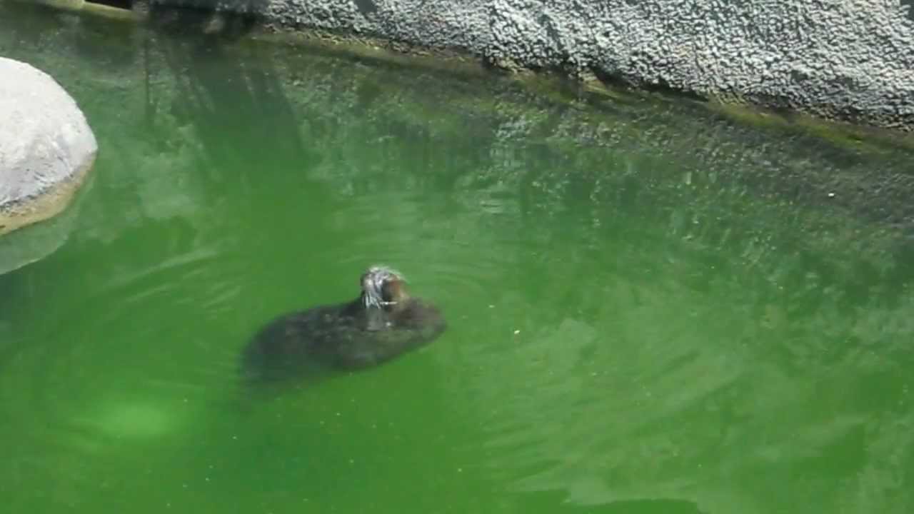 More Harbor Seal noise. YouTube