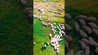 Kalktı Göç Eyledi Avşar Elleri