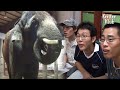 I Bet You've Never Seen An Elephant Talking | Kritter Klub