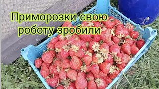 Ціна на полуницю космос .Сезон полуниці.