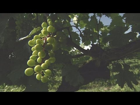 Vídeo: Experimente a região vinícola do país da Geórgia