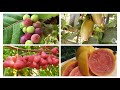 Экзотические фрукты Доминиканы! Exotic fruits and how to eat them. Las frutas exoticas.