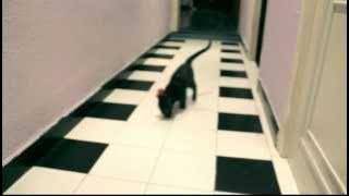 Stealing Sheep - SHUT EYE