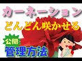 【カーネーション🌹の鉢植え】枯れる・咲かないを解決！育て方&管理方法を解説！！