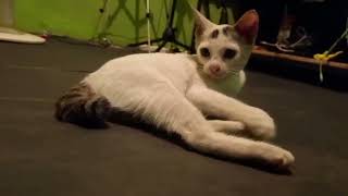 kucing bermain dengan tupai by Hewan & peliharaan 75 views 3 weeks ago 1 minute, 44 seconds