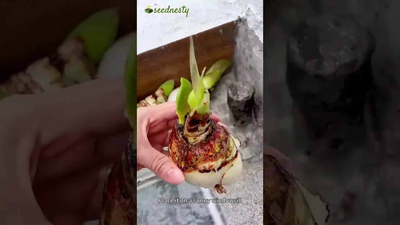 #amaryllis  #hydroponics  #wintergardening  #clean  #Therapeutic #blooming  #bulb  #gardening