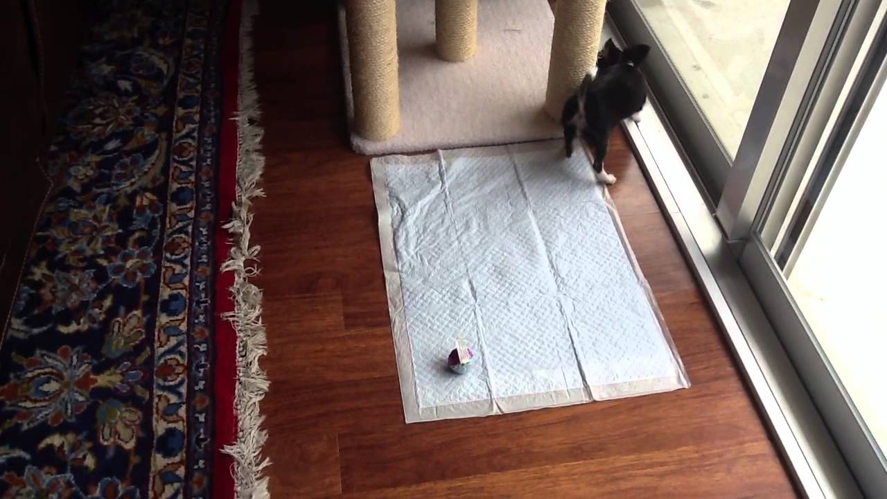 My dog playing with cat toys! YouTube