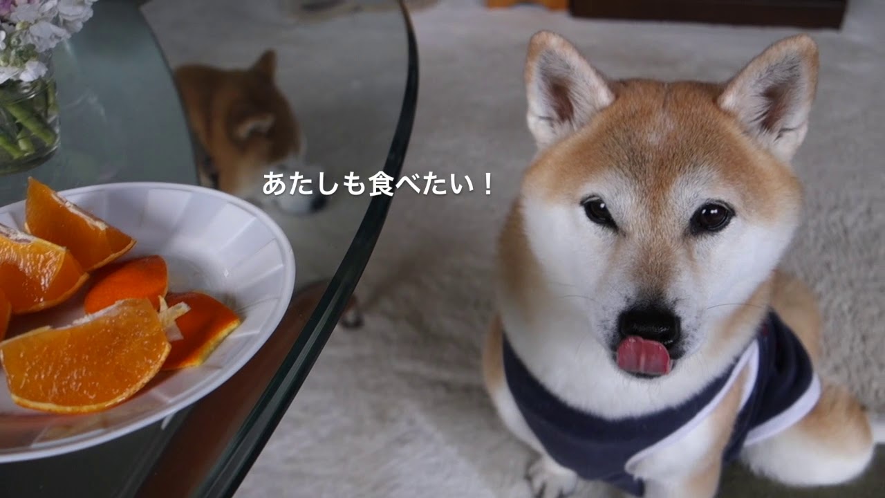 柴犬あんはミカン好き 湘南凸凹柴wan日記 Powered By ライブドアブログ 柴犬あんはミカン好き 湘南凸凹柴wan日記 Powered By ライブドアブログ