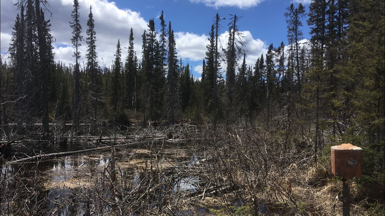 Saline Chasse à l'orignal 2019