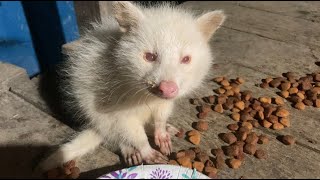 Rare Baby Albino shows up for Dinner