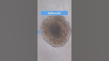 Spheroid analysis with image j #spheroid #imagej #analysis #cell #shorts #short