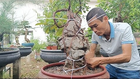 Quyết tâm biến cành củi thành cây cảnh nghệ thuật