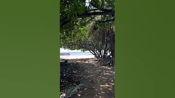 A simple walk to a quiet part of Kauai #kauai #travel #peace #beach #ocean #hawaii