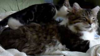 Kitten Massage Therapist