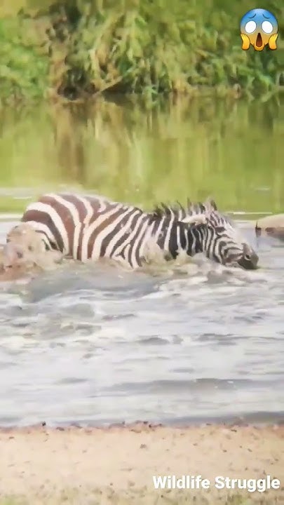 crocodile Attacks zebra #shorts #wildlife - YouTube
