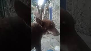 podenco orito español