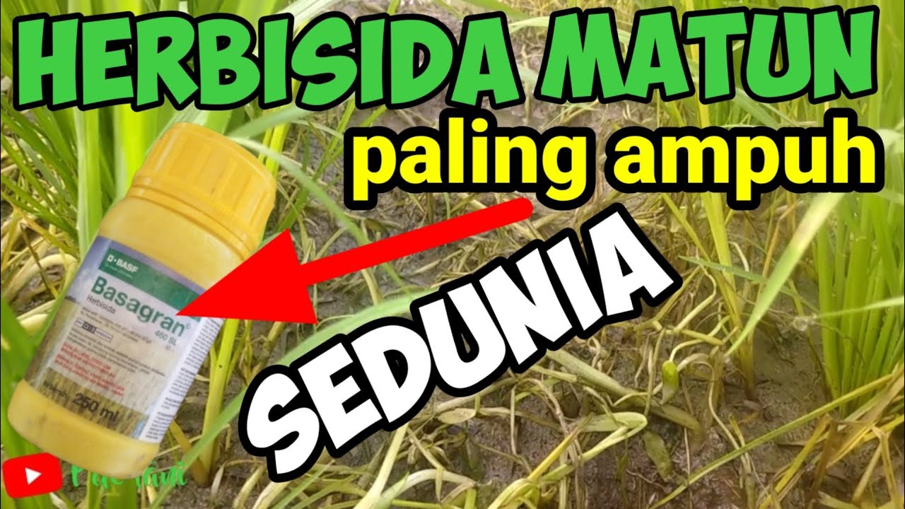 Herbisida Adalah, Pengendalian Gulma, Pertanian, Efektif, Produktivitas Tanaman, Jenis Herbisida, Herbisida Kontak, Herbisida Sistemik, Herbisida Selektif, Penggunaan Herbisida, Dampak Herbisida, Tips Penggunaan Herbisida, Herbisida Ramah Lingkungan