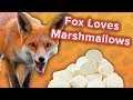 Marshmallowloving foxes  klepto puppies  funny animal compilation