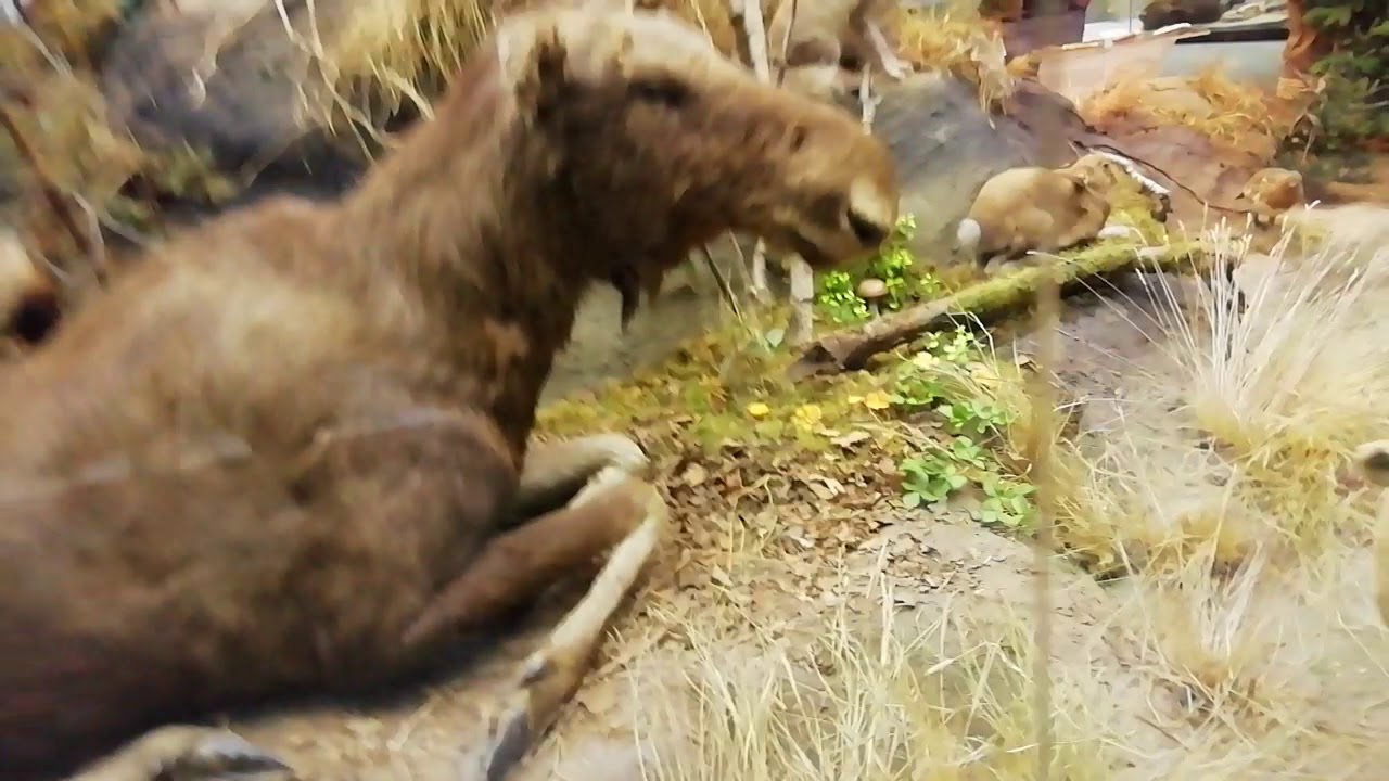 Сунгирь самый древний европеец до 39 000 лет