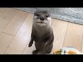 カワウソさくら 当たり前のように喋り始めるカワウソ An otter who likes talking