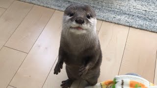 otter sakura who likes talking