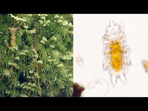 Video: Watter insekte leef in Moss?