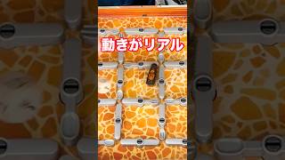 【発狂】おもちゃと分かってても触れないｗｗｗリアルすぎる動きに注目🫵【ごきぶりキッチン】 #shorts