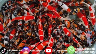 SURGANYA ‼️ MINION SHOWA NARUTO BOSKU BURUAN MERAPAT HARGA SANGAT BERSAHABAR 🔥