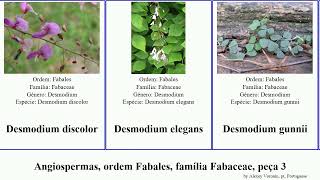 Angiospermas, ordem Fabales, família Fabaceae, peça 3 desmodium eriosema echinospartum album