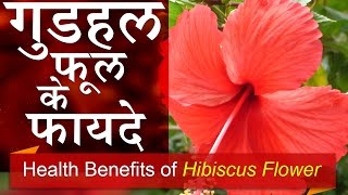 In this video, i will tell you गुडहल फुल के
फायदे or health benefits of hibiscus flower for diabetes and
throat problems hindi. gudhal ful ke fayde janane...