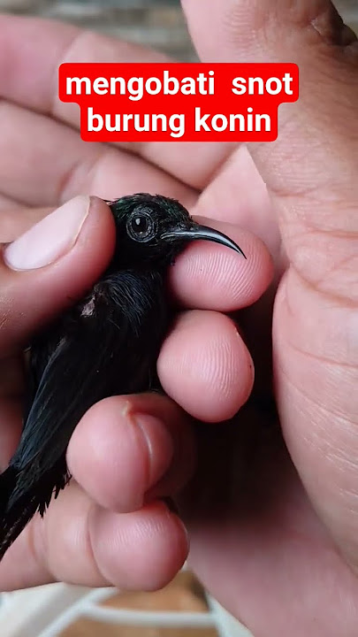 HOW TO TREAT SNOT IN KONIN BIRDS