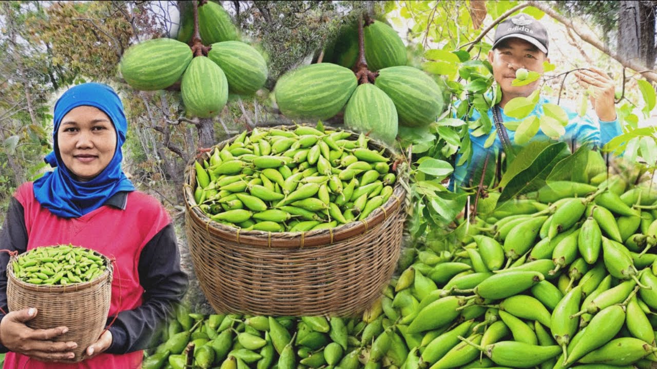 ผลไม้ป่าตามฤดูกาล1 ปีมี 1 ครั้งลูกเดือยไก่และลูกยาง มีแต่ลูกสวยๆ/5/ม.ค/69