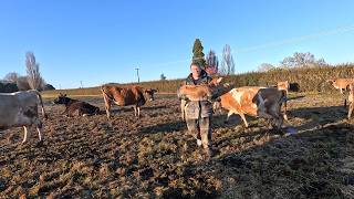 Calving's Starting To Slow Down, Hope I Can Get Enough Replacements