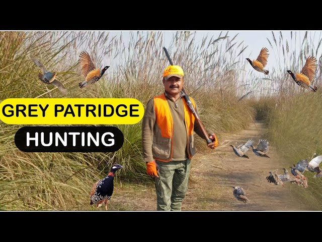 GREY PATRIDGE HUNTING IN PAKISTAN | TEETAR HUNTING | Adventure With Maqsood class=