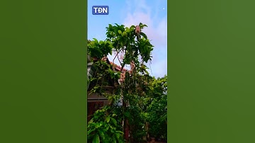 Hoa lộc vừng lá to #tamdaonui