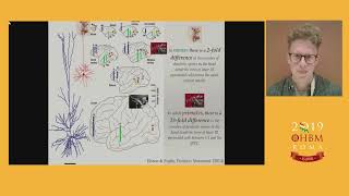 OHBM 2019 | Oral Sessions | Multimodal Gradients across Mouse Cortex and their Human Correspon…